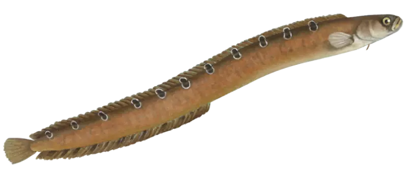 Tangsprell