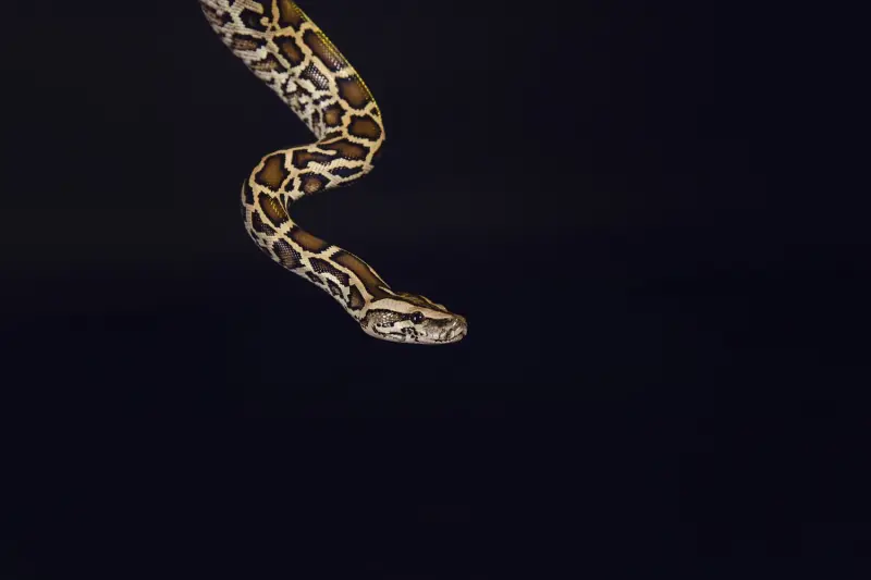 Tigerpyton
