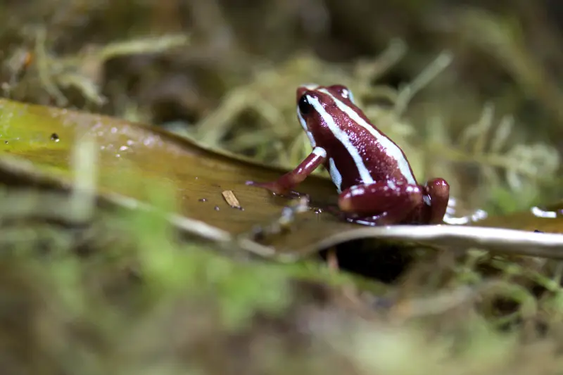 Phantasmal poison frog
