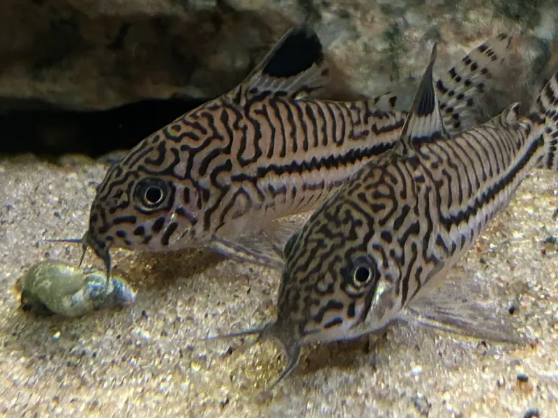 Trestripet Corydoras