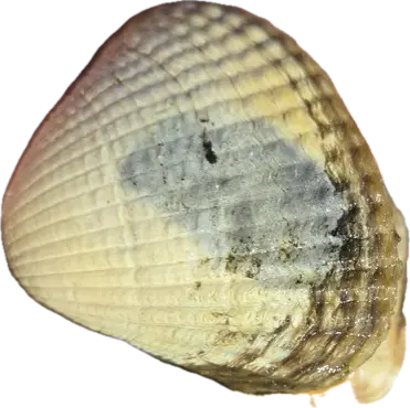 Hjerteskjell