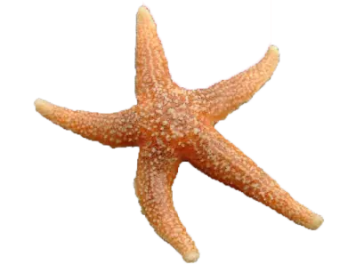 Vanlig korstroll
