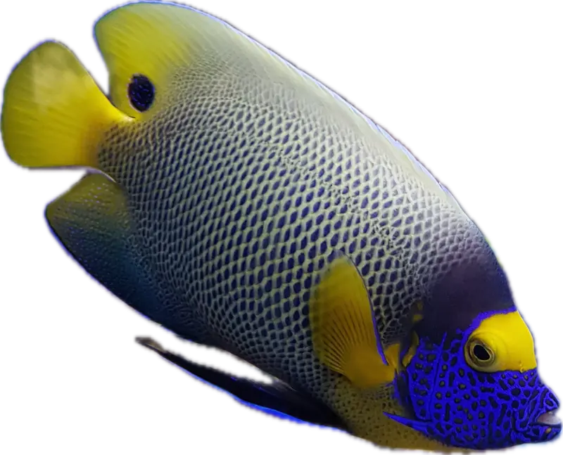 Yellowfaced Keiserfisk