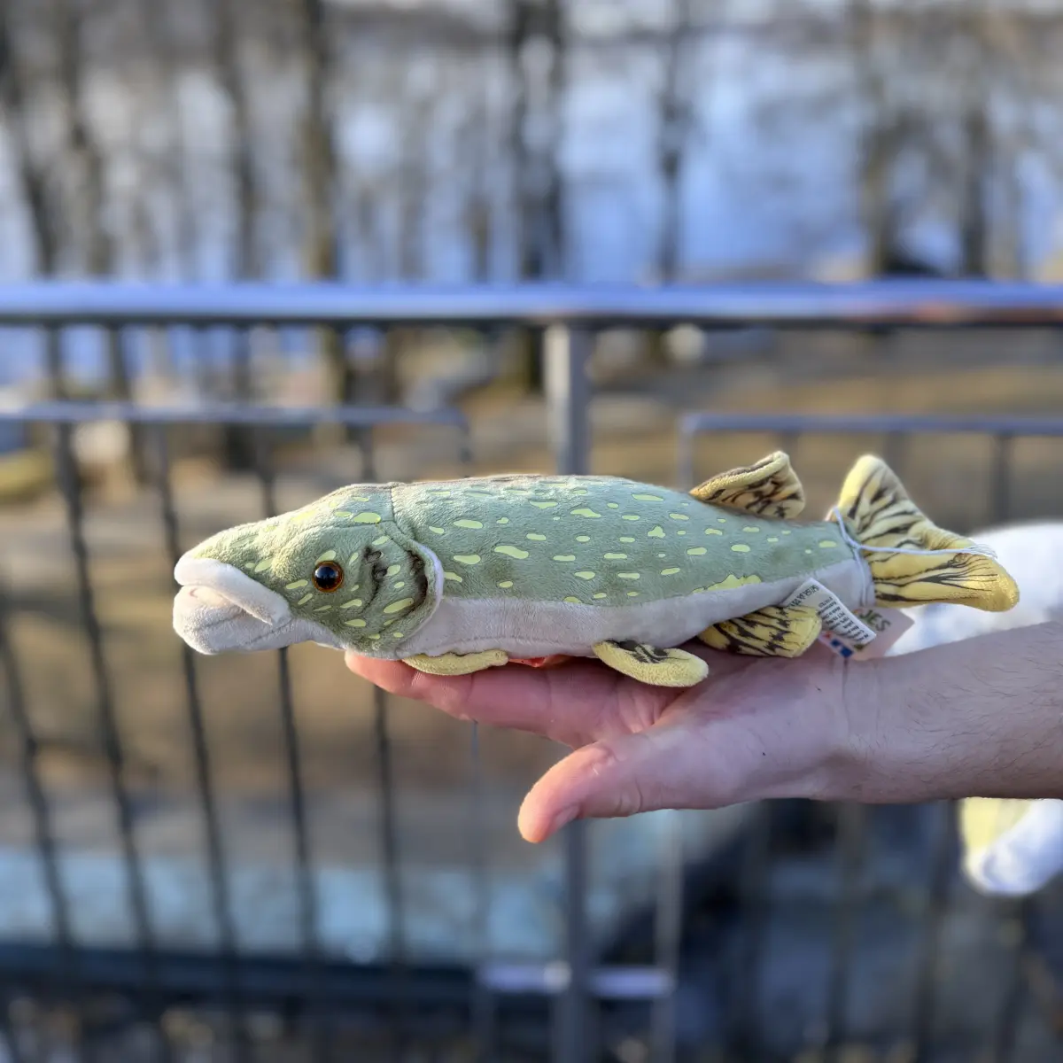 Fisk bamse gjedde 30 cm holdt i en hånd utendørs, viser hele kroppen fra siden