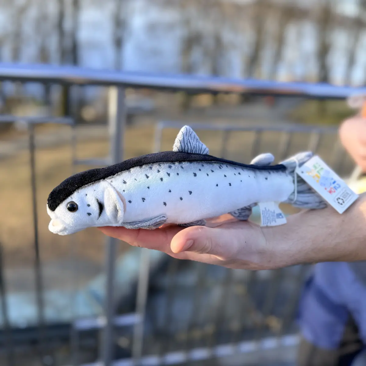 Fisk bamse laks 30 cm holdt i en hånd utendørs, viser finner og hale tett på