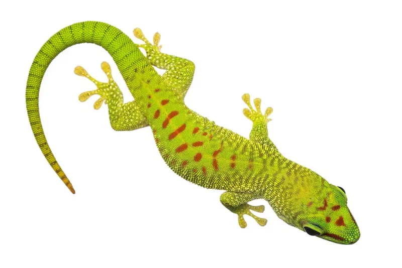 Akvariet inviterer til 66-årsdag 27. august