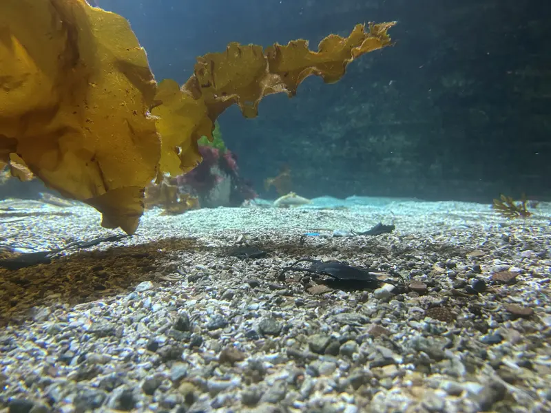Sandy seabed