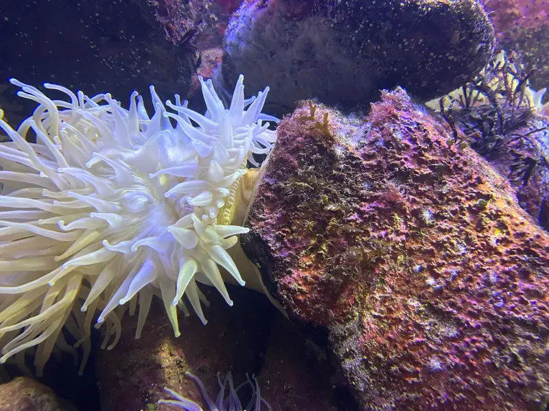 Ak 12 Anemoner