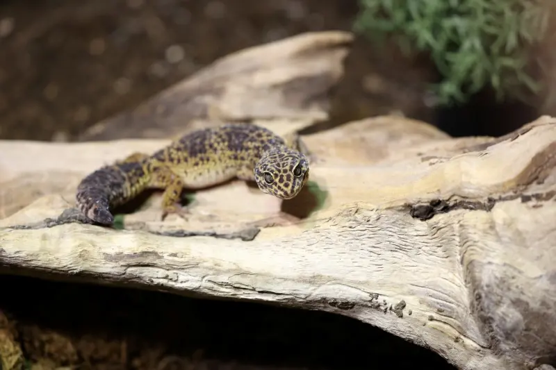 Tr 01 Leopardgekko