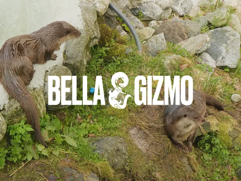 Følg ett år med oterne Gizmo og Bella