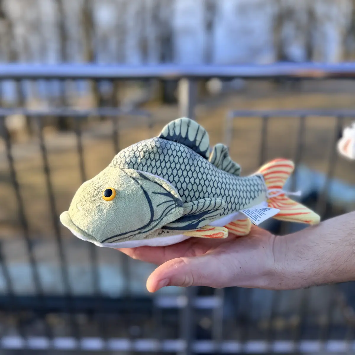 Fisk bamse abbor holdt i en hånd utendørs, med skjellmønster og oransje hale synlig