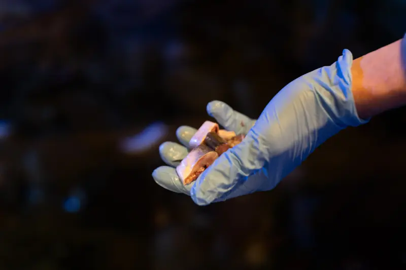 Dyrepasser for en dag - for barn 8 til 12 år